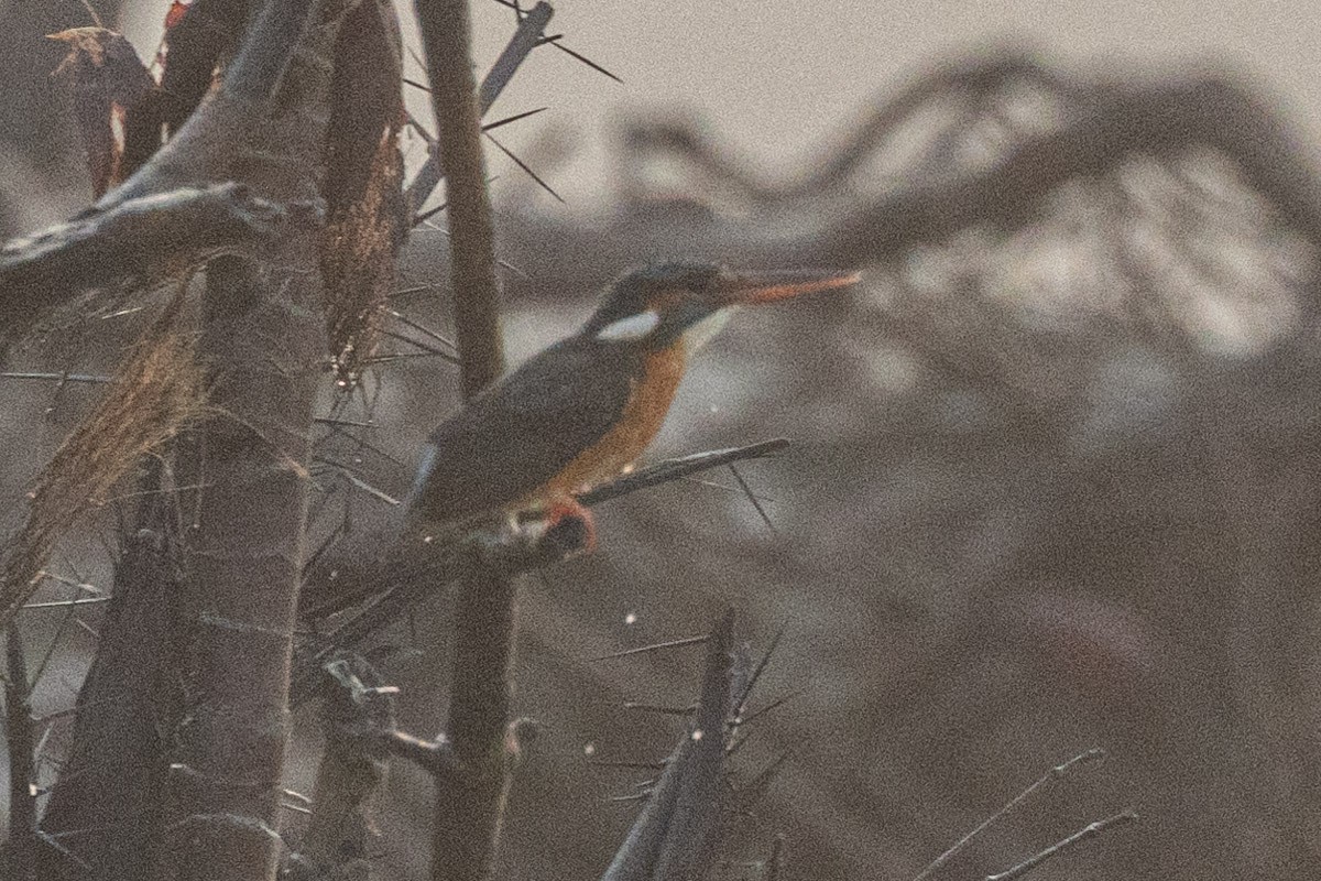 Common Kingfisher - ML616275970