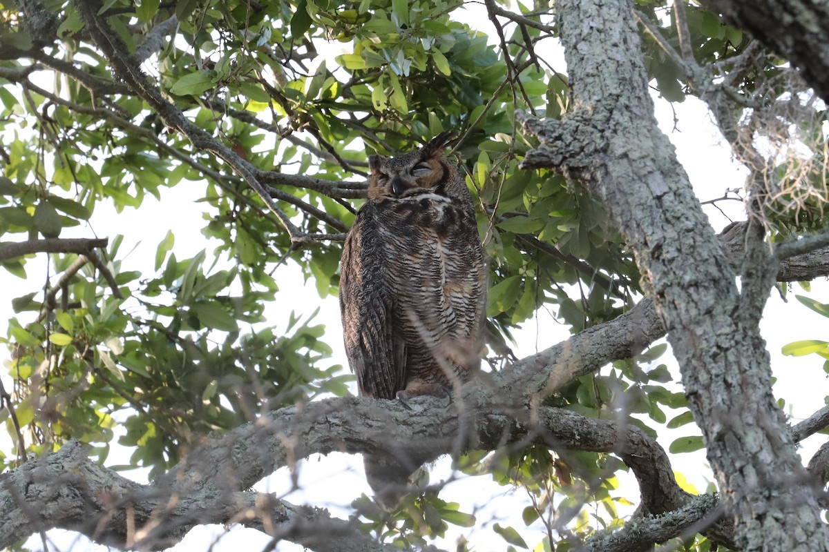 Great Horned Owl - ML616276014