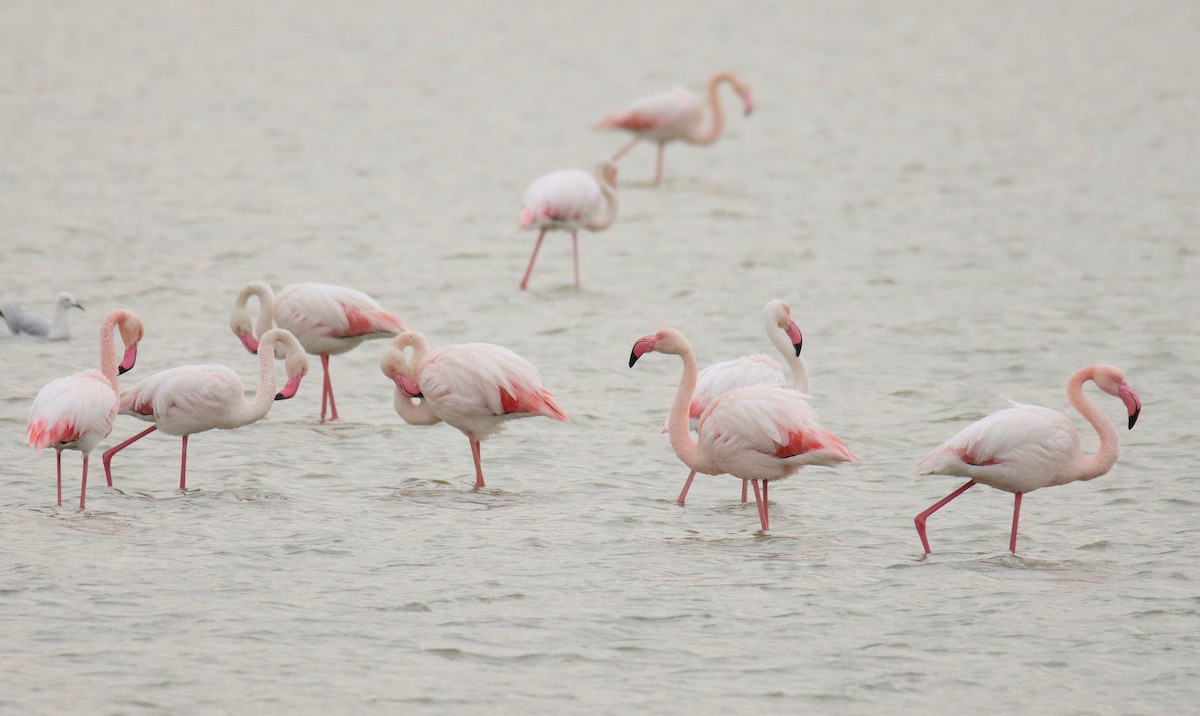 Greater Flamingo - ML616276119