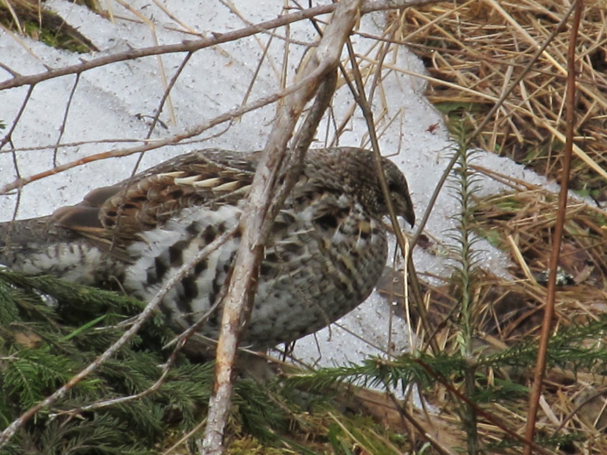 Ruffed Grouse - ML616276129