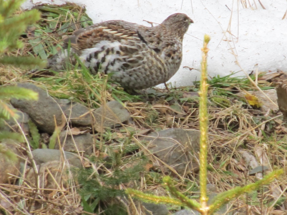 Ruffed Grouse - ML616276131