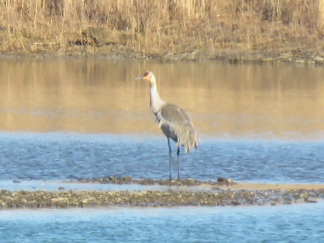 Sandhill Crane - ML616276134