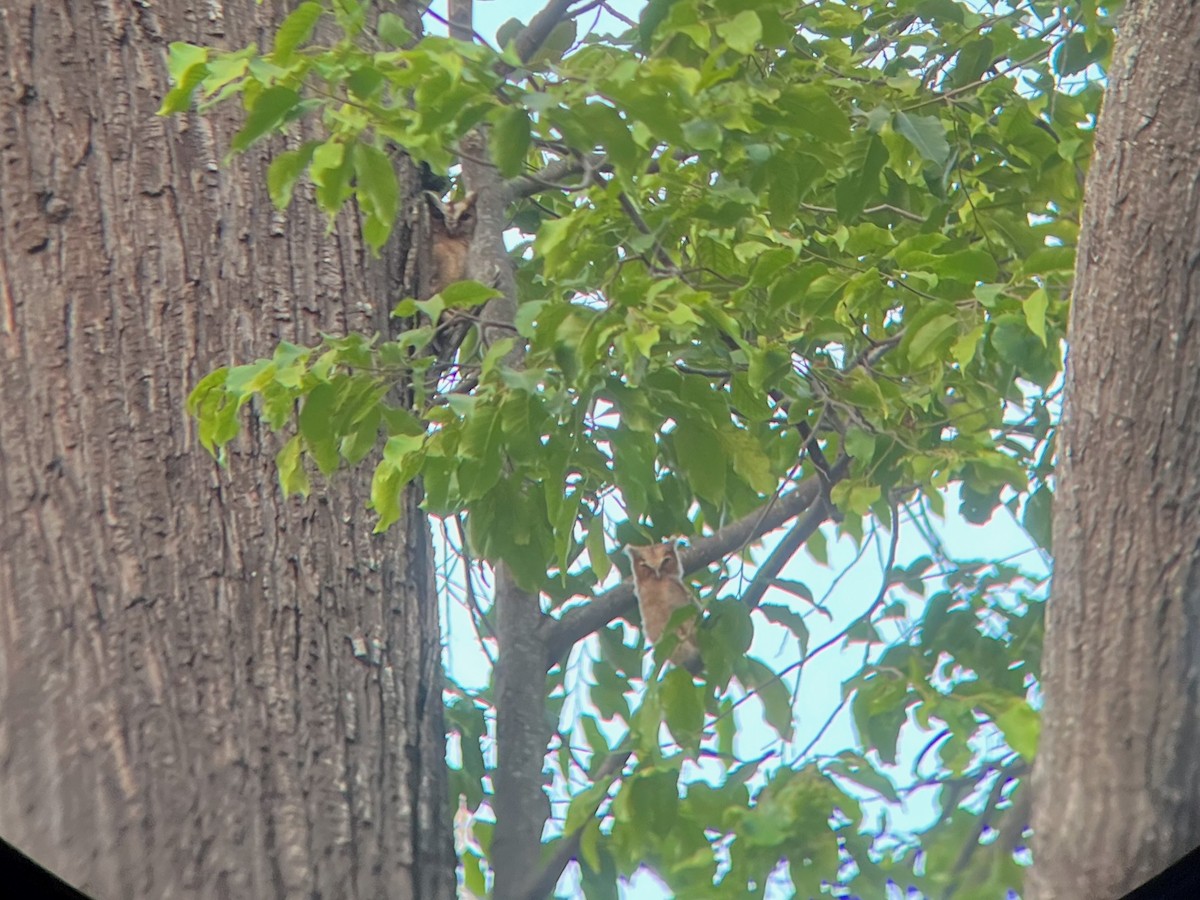 Collared Scops-Owl - ML616276159