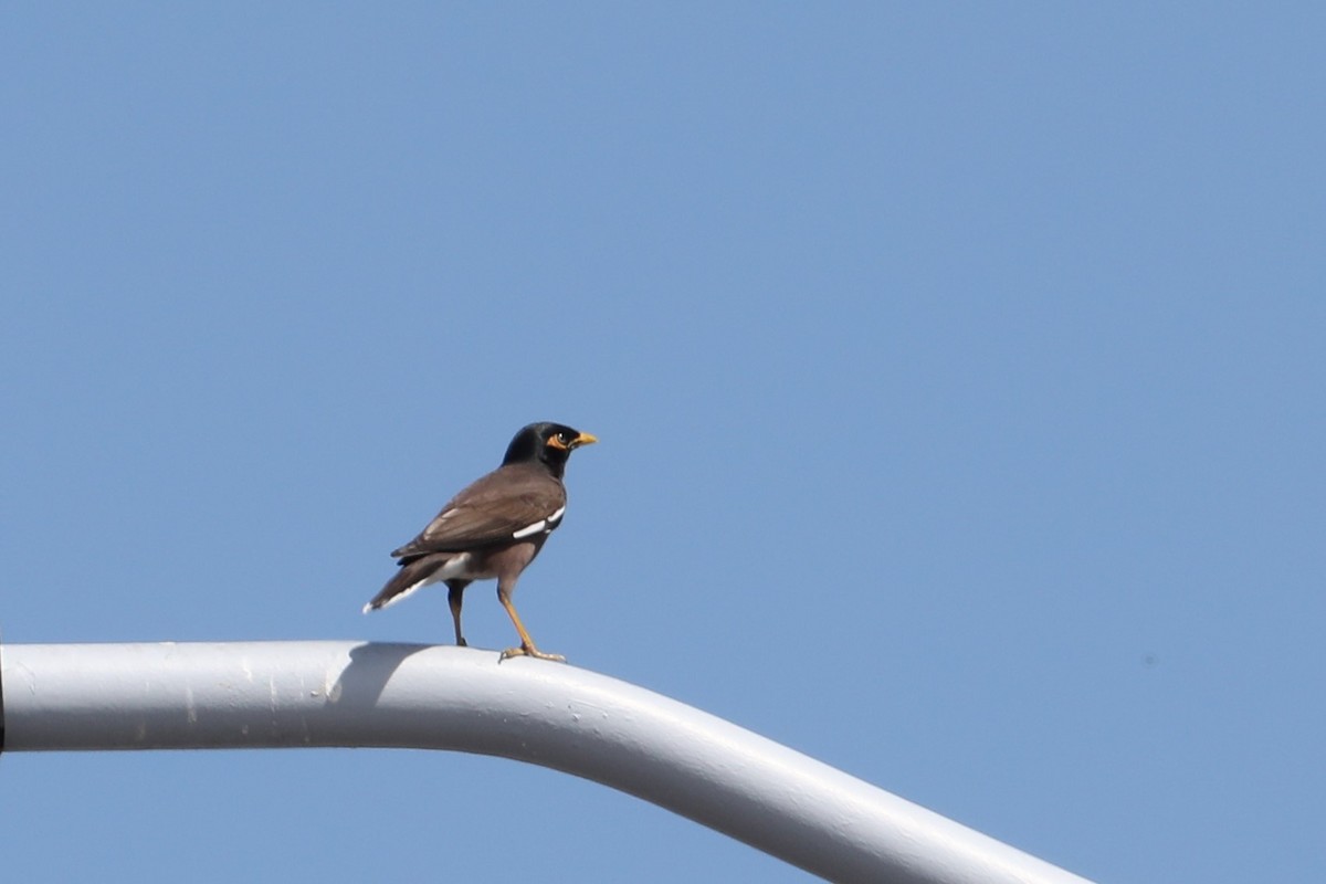 Common Myna - ML616276190