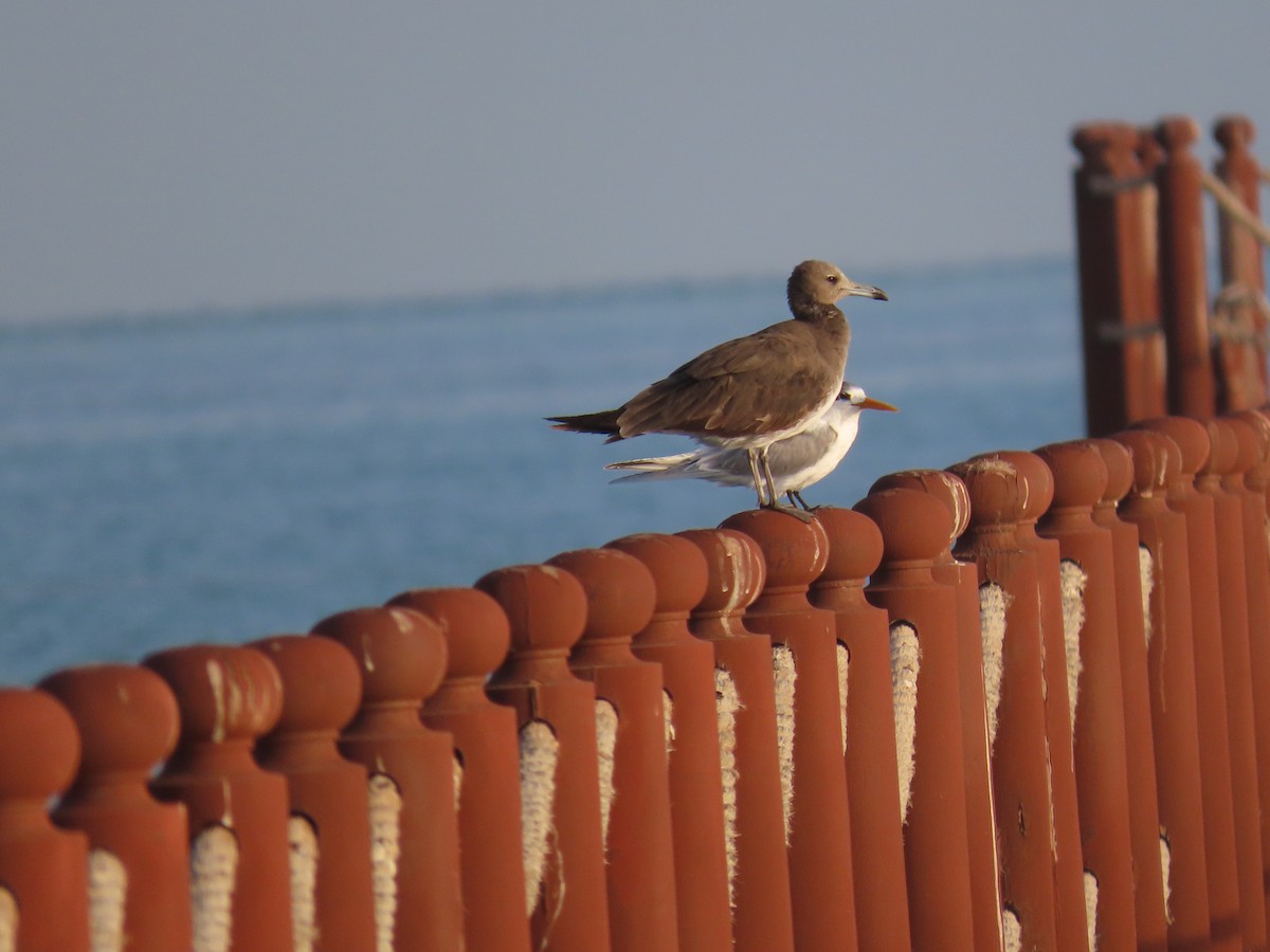 Gaviota Cejiblanca - ML616276213