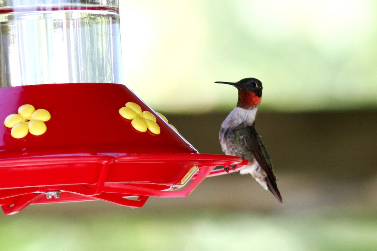 Ruby-throated Hummingbird - ML616276242