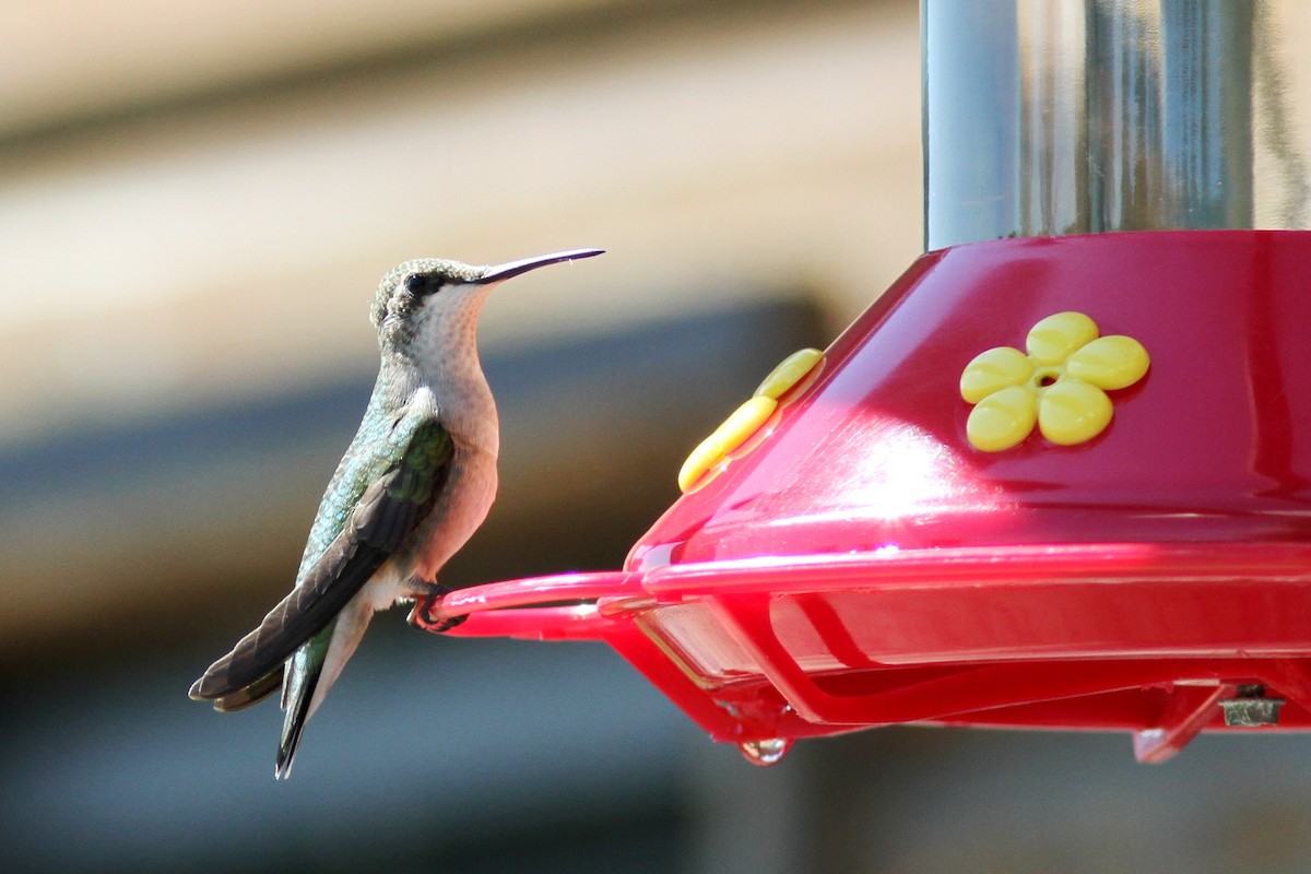 Ruby-throated Hummingbird - ML616276243