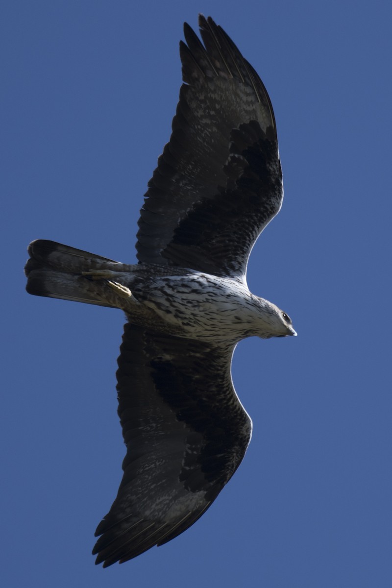 Bonelli's Eagle - ML616276279