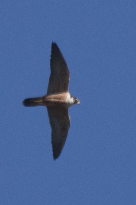 Peregrine Falcon (Shaheen) - ML616276292