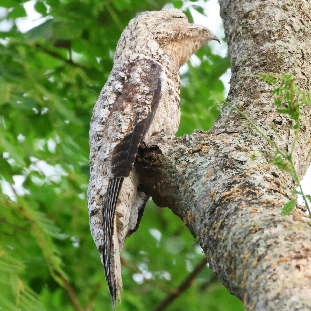 Great Potoo - ML616276298