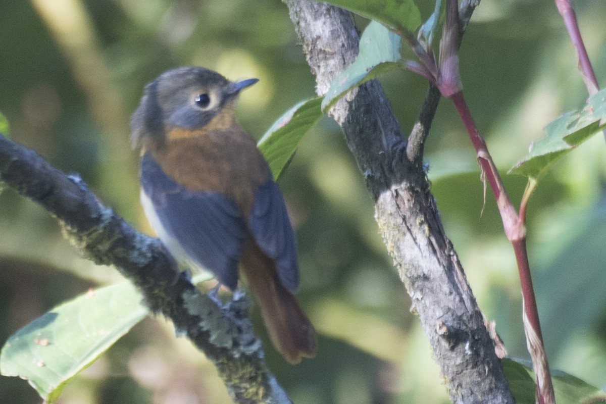 Black-and-orange Flycatcher - ML616276311