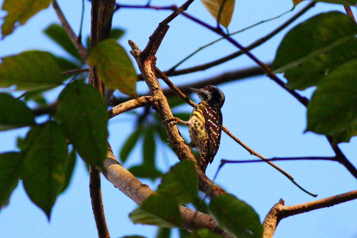 Philippine Pygmy Woodpecker - ML616276321