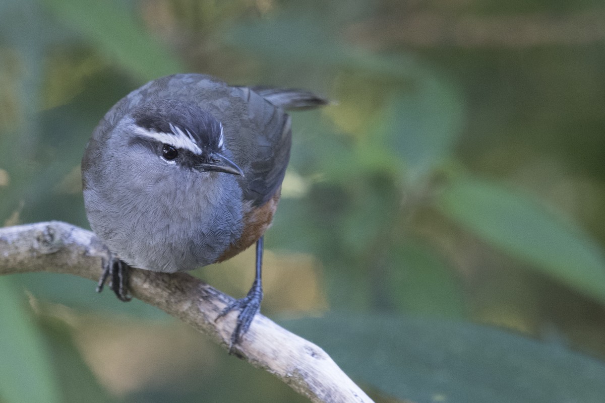 Palani Laughingthrush - ML616276323