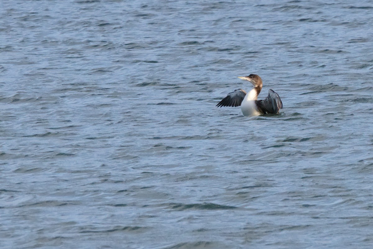 Plongeon huard - ML616276343