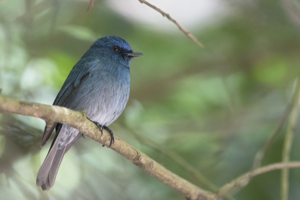 Nilgiri Flycatcher - ML616276372