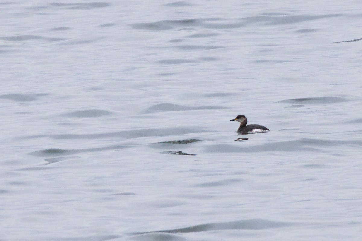 Red-necked Grebe - ML616276377