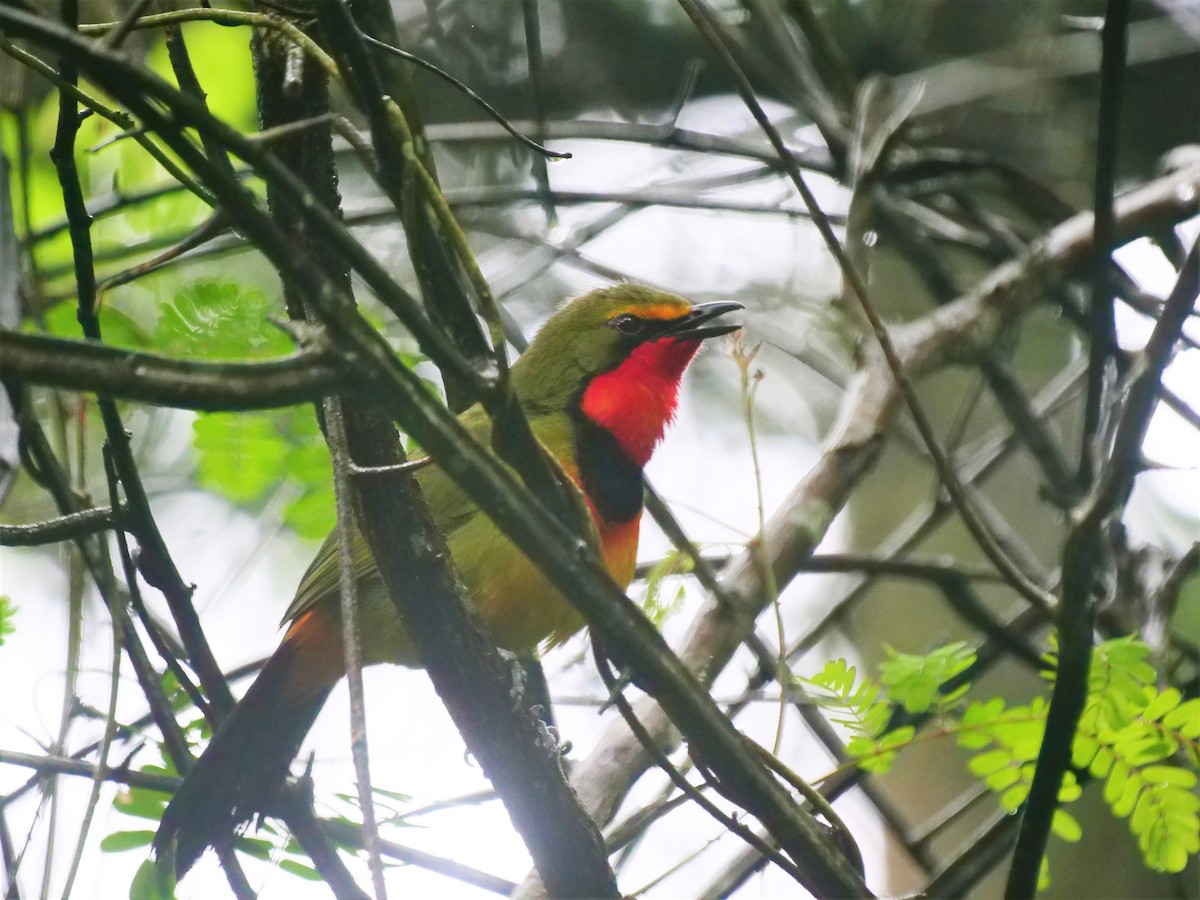 Four-colored Bushshrike - ML616276378