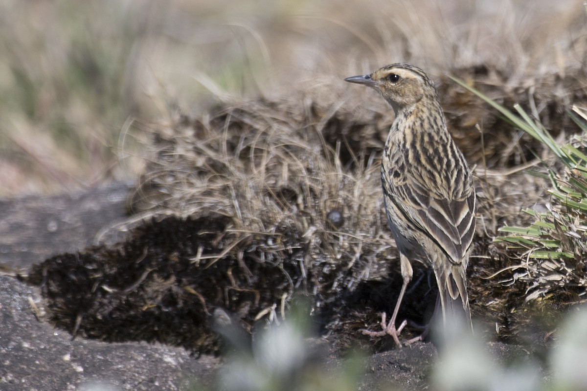 Nilgiri Pipit - ML616276395