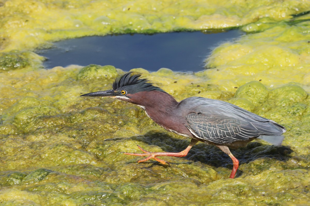 Green Heron - John Bjorkman