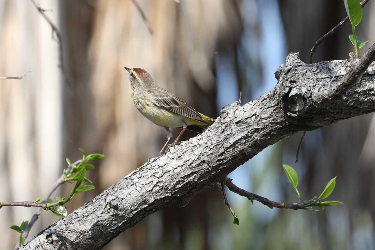 Palm Warbler - John Bjorkman