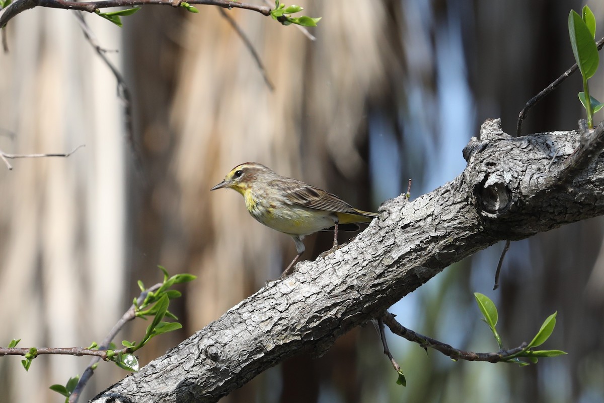 Palm Warbler - John Bjorkman