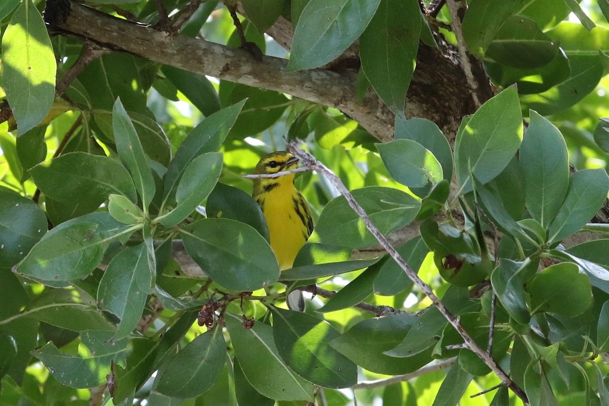 Prairie Warbler - John Bjorkman