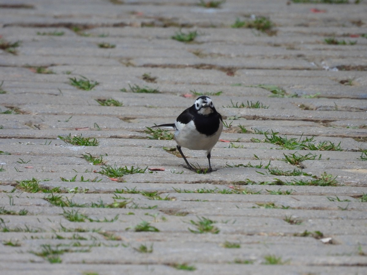 White Wagtail - ML616276457