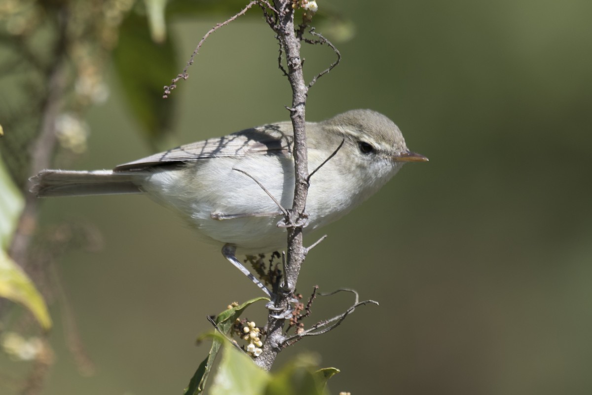 Greenish Warbler - ML616276458