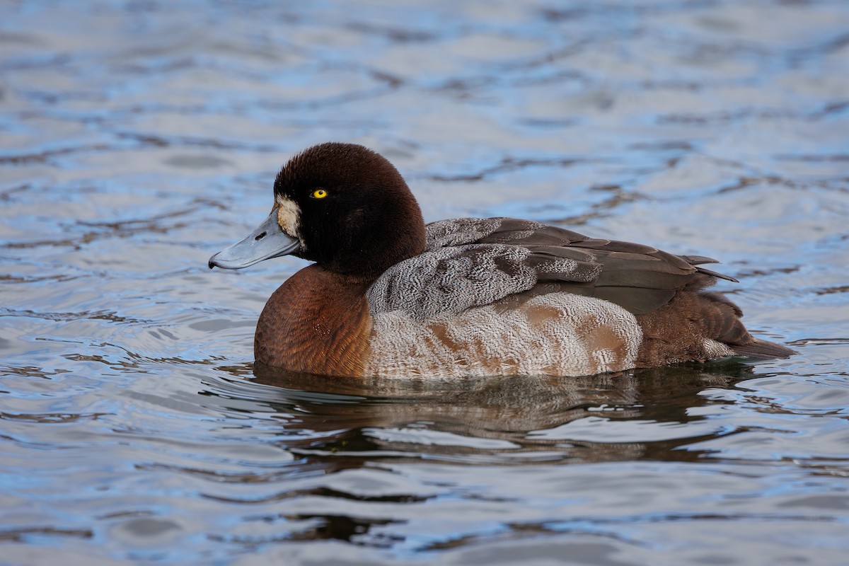 Greater Scaup - ML616276495