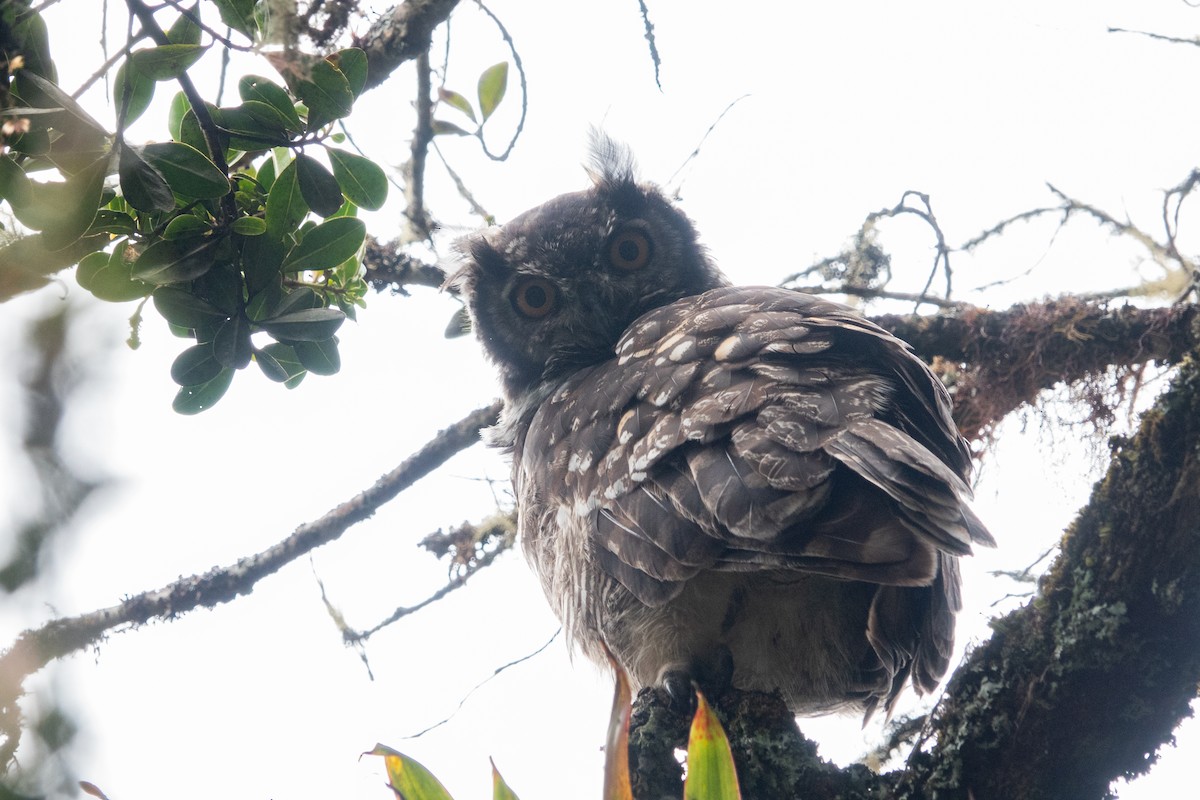 Great Horned Owl - ML616276519