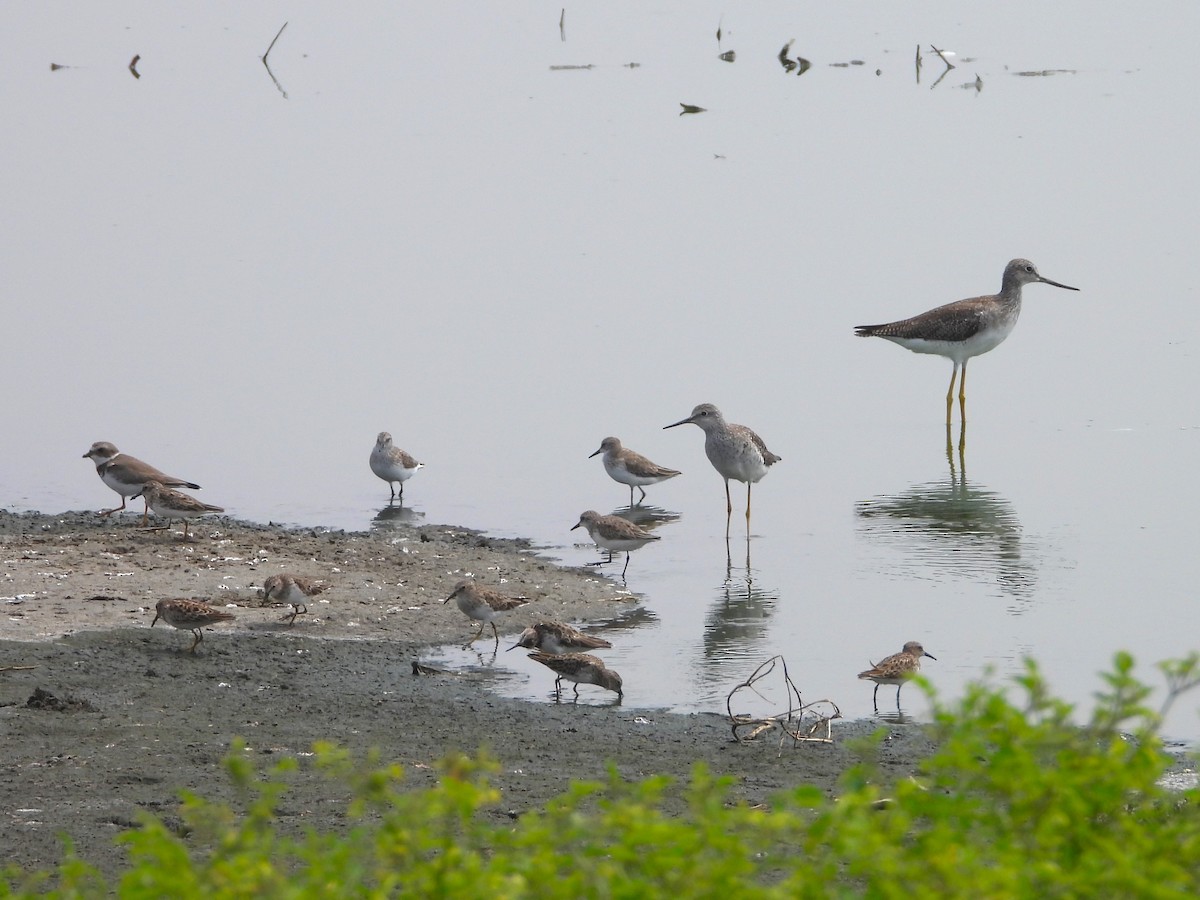 Greater Yellowlegs - ML616276552