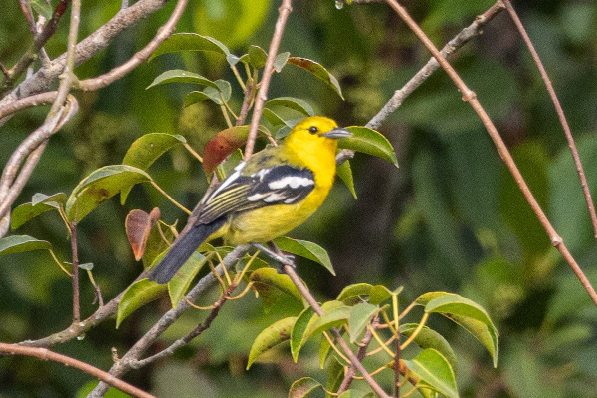 Common Iora - ML616276566