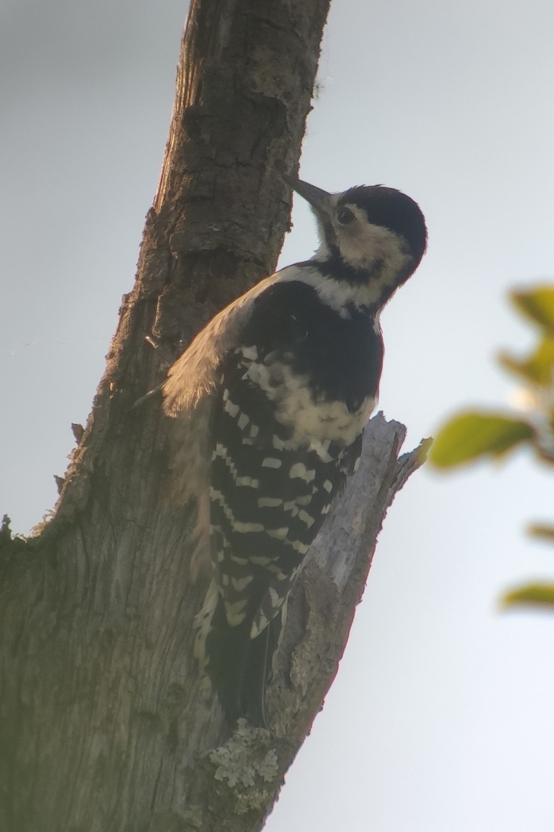 White-backed Woodpecker (White-backed) - Mathieu Franzkeit
