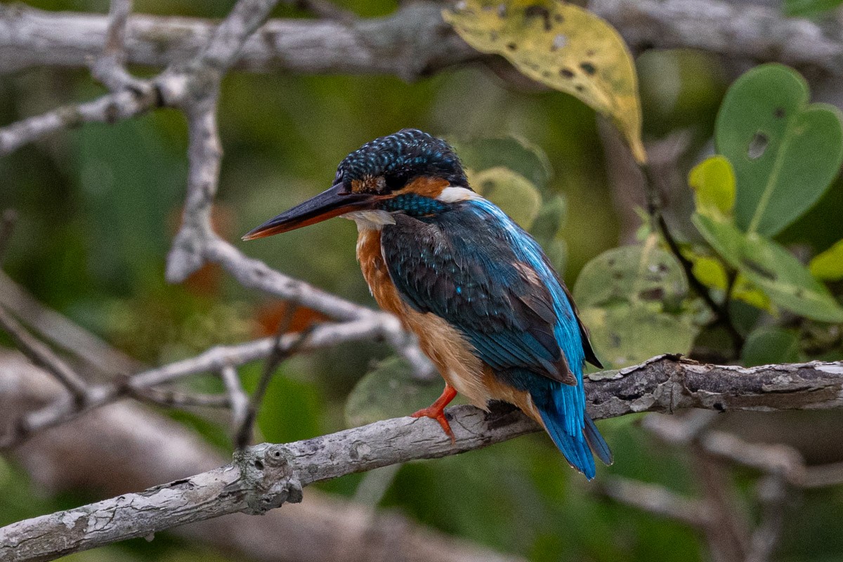 Common Kingfisher - ML616276637