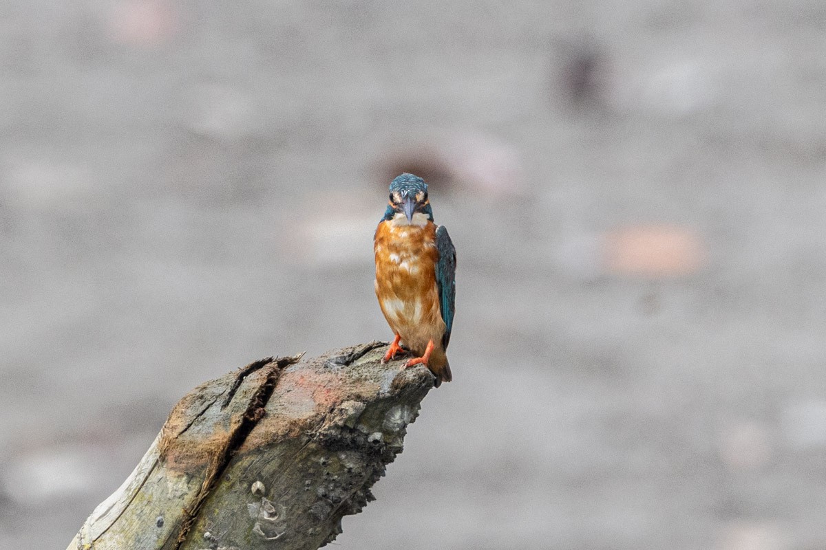 Common Kingfisher - ML616276638