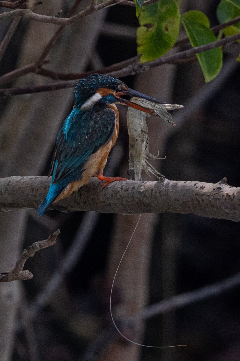 Common Kingfisher - ML616276641