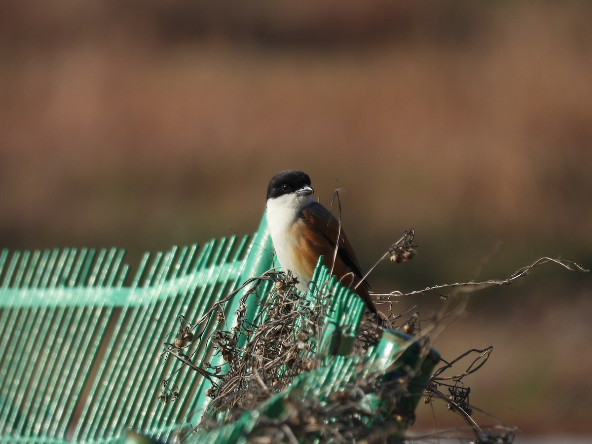 Long-tailed Shrike - ML616276689