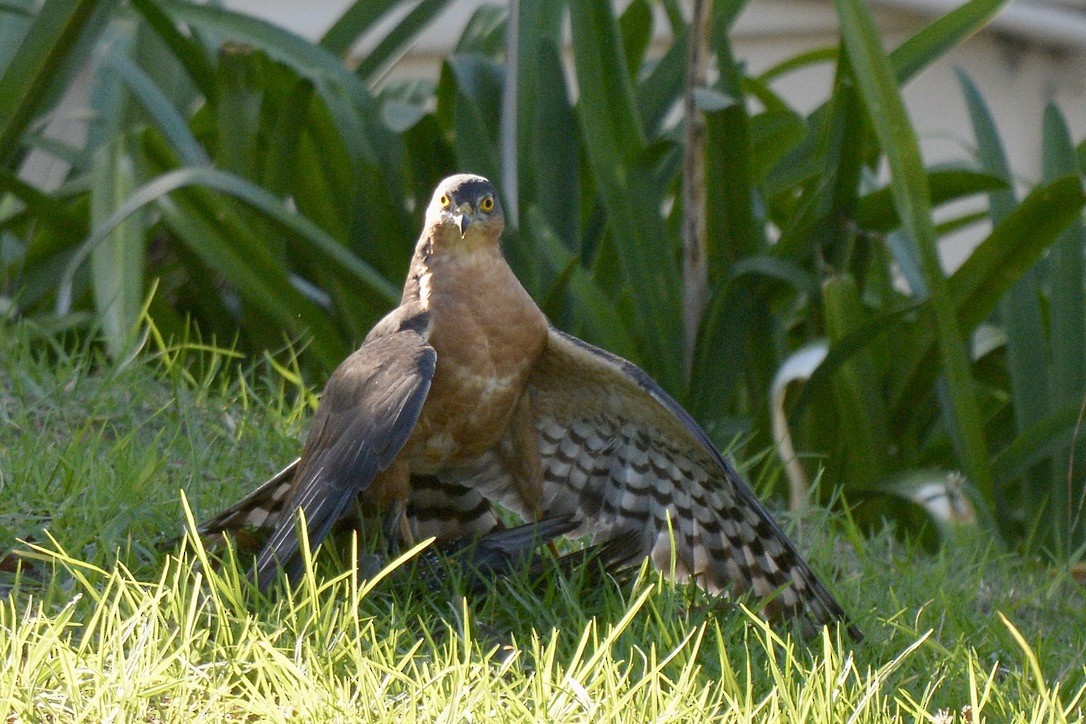 Rufous-breasted Sparrowhawk - ML616276700