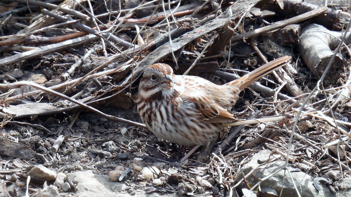 Song Sparrow - ML616276746