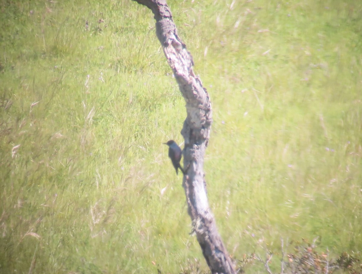 Lewis's Woodpecker - ML616276748