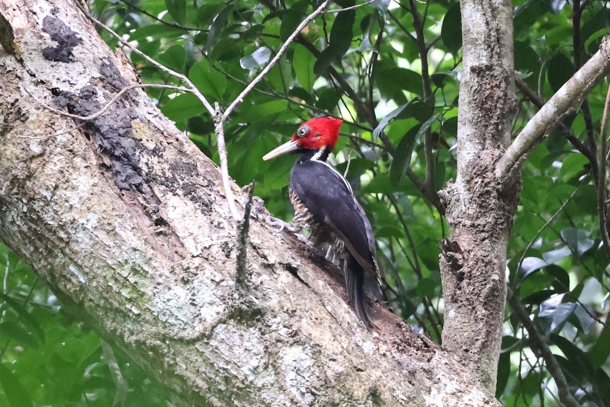 Pale-billed Woodpecker - ML616276749
