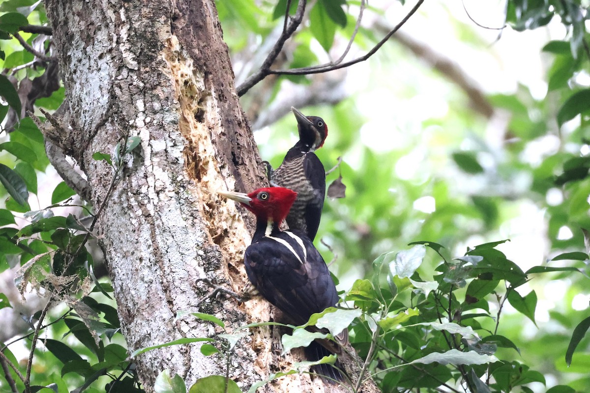 Pale-billed Woodpecker - ML616276771