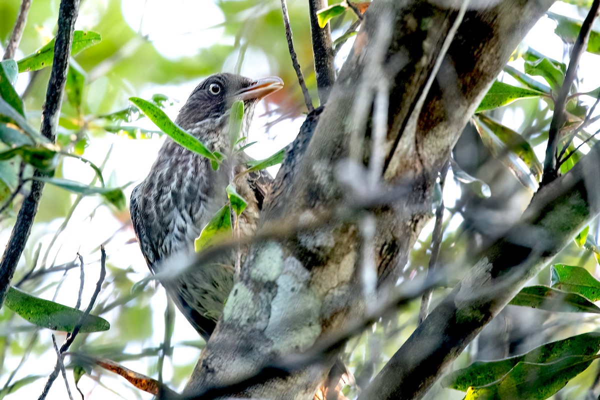 Pearly-eyed Thrasher - Sue Barth