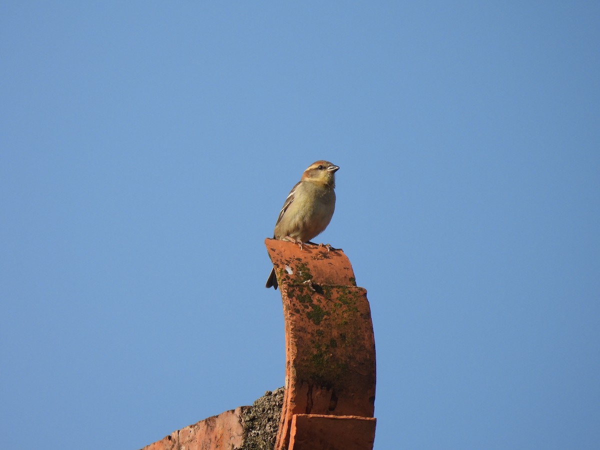 Russet Sparrow - ML616276782