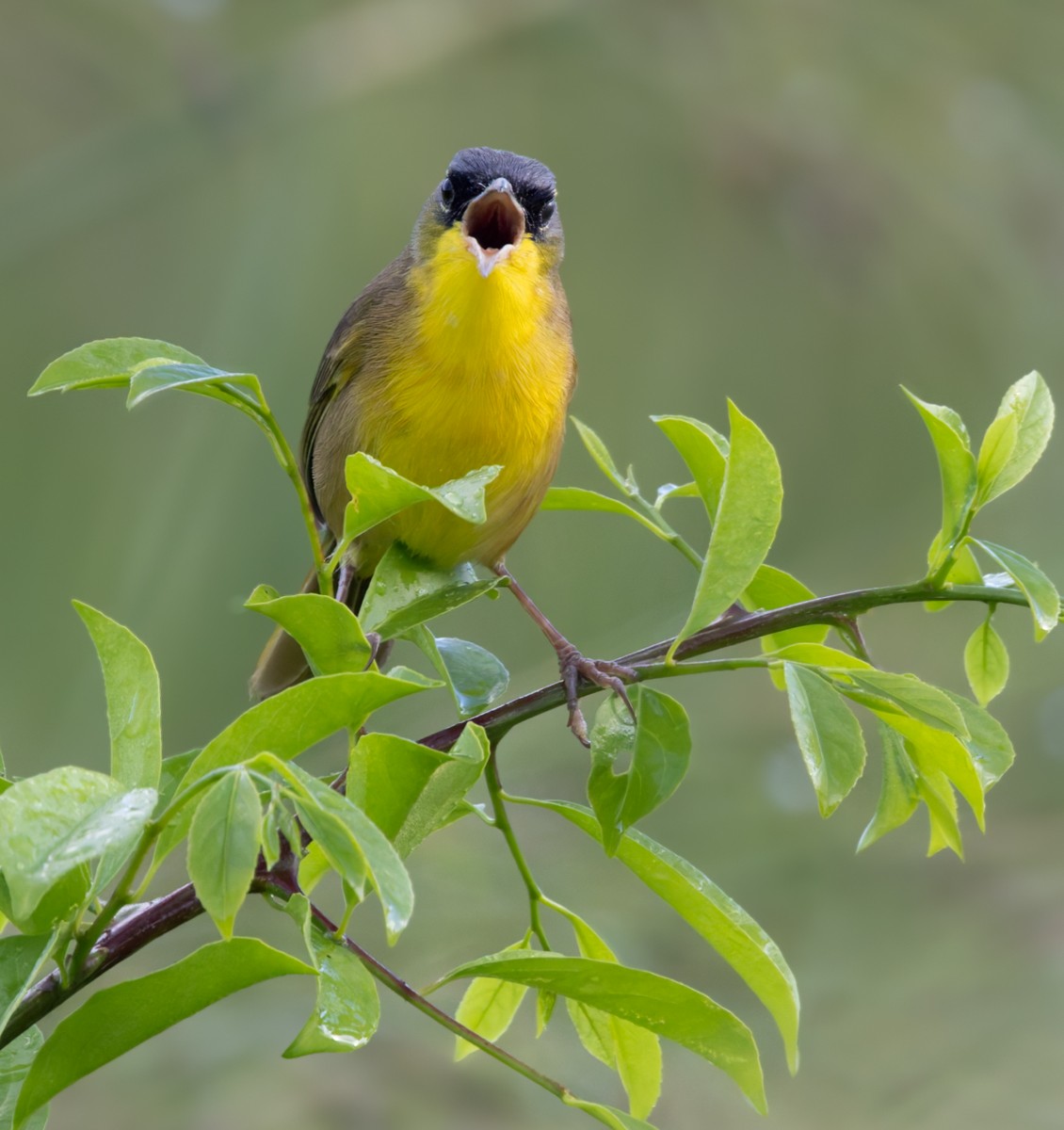 Gray-crowned Yellowthroat - Lars Petersson | My World of Bird Photography