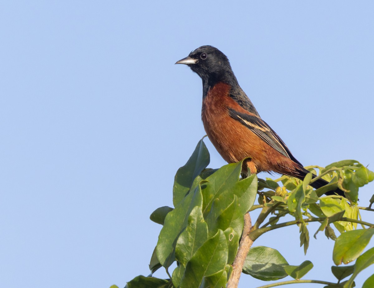 Orchard Oriole - ML616276804