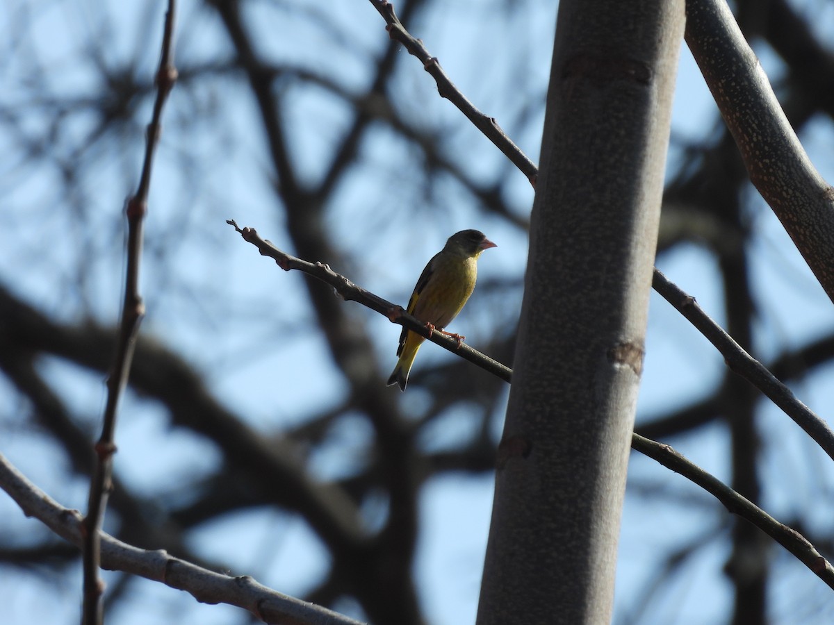 Black-headed Greenfinch - ML616276811