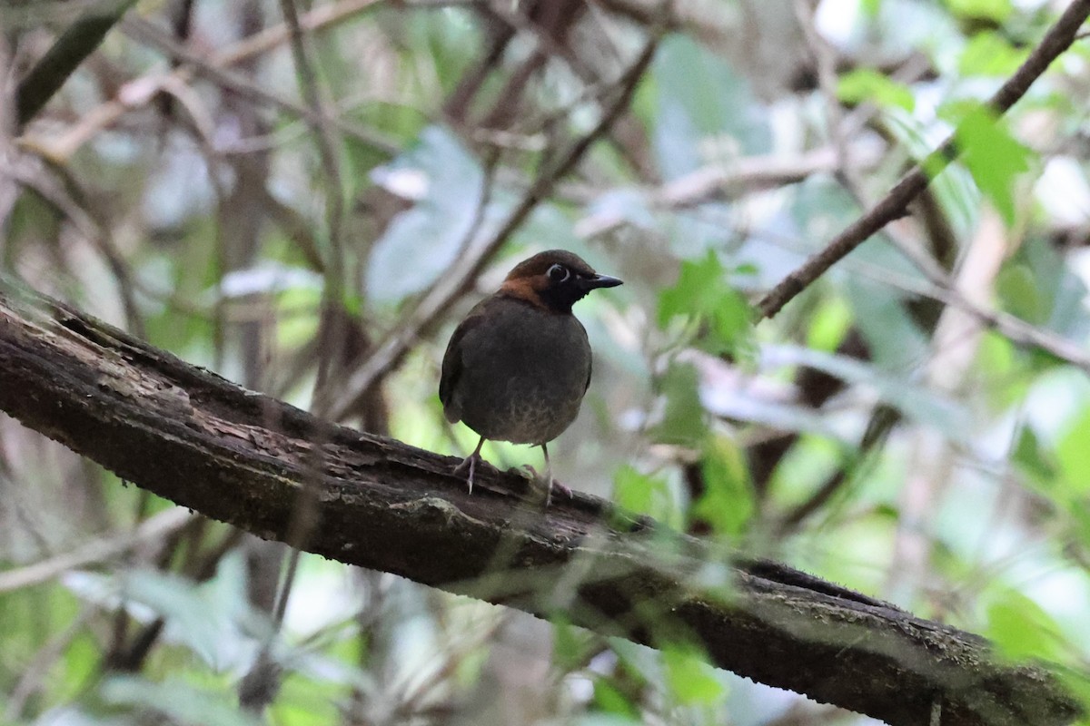 Mayan Antthrush - Charles Davies