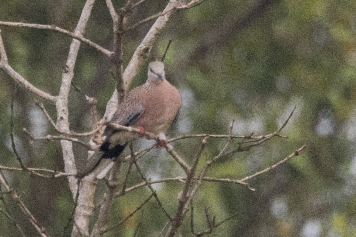 珠頸斑鳩 - ML616276860