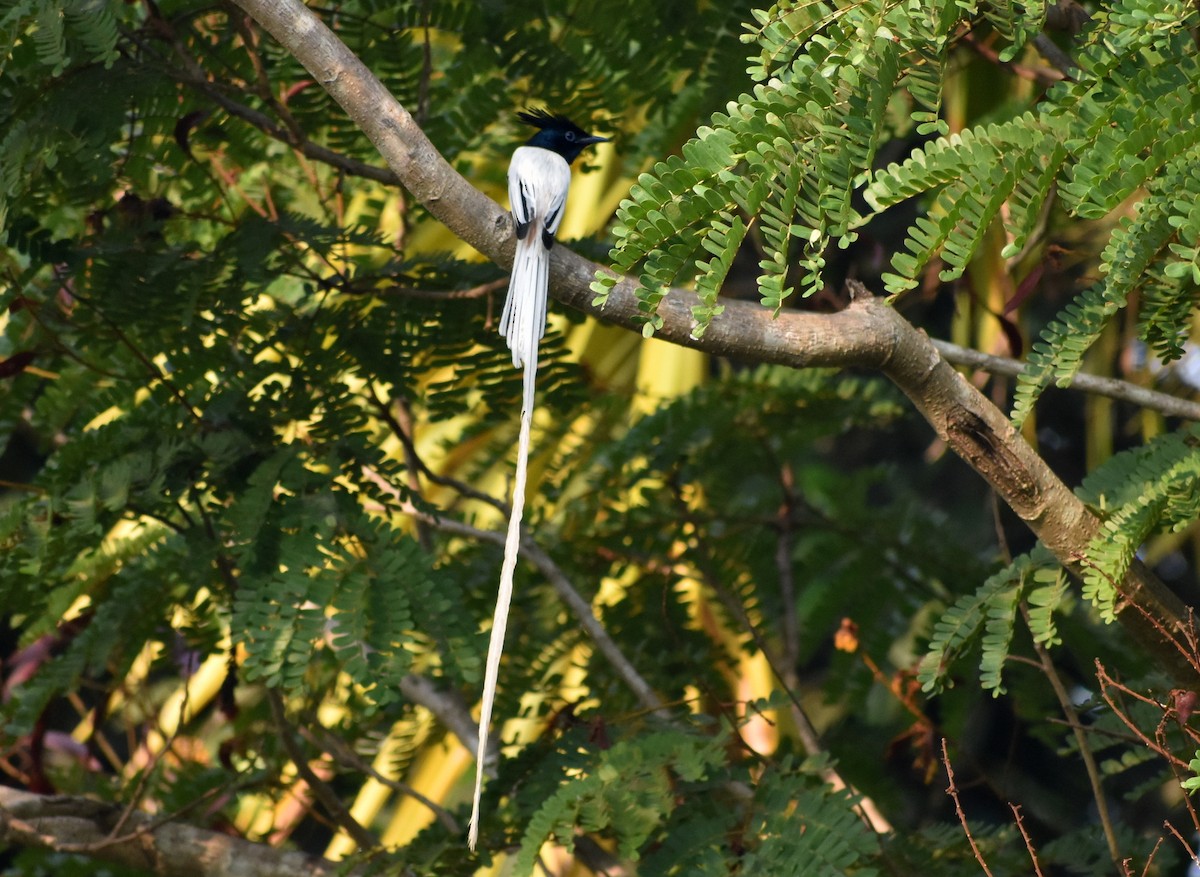 Indian Paradise-Flycatcher - ML616276889